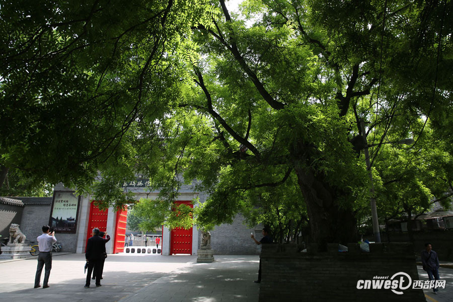 截枯枝補空洞修古樹 書院門千年國槐重?zé)ㄉ鷻C(jī)