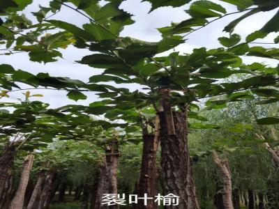 裂葉榆基地直銷，2017年價格參考