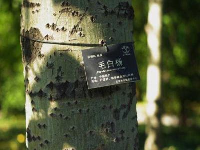 什么叫毛白楊？毛白楊有哪些特點(diǎn)？