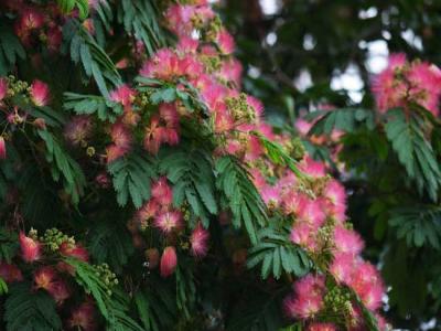 合歡花的產(chǎn)地分布都有哪些地區(qū)？