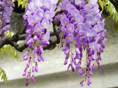 紫藤什么時候開花？紫藤花的花語是什么？