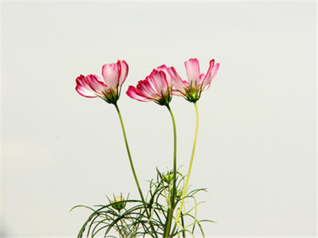 格?；破諘r間：波斯菊可以是！