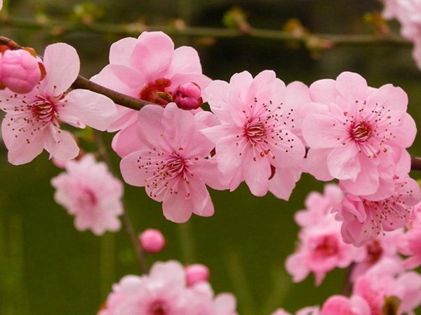 榆葉梅圖片