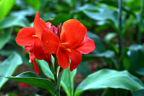 美人蕉什么時(shí)候開花 美人蕉什么時(shí)候開花
