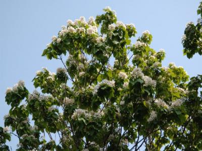 楸樹什么時(shí)候開花？