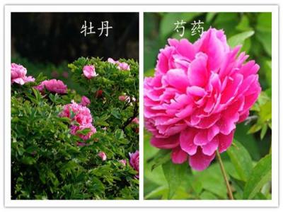 如何分辨牡丹和芍藥？
