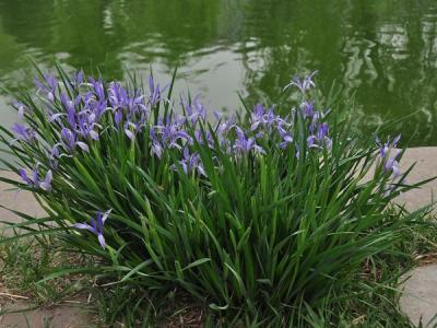 馬蓮花和馬蘭花是同一種花嗎？