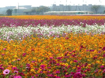 波斯菊的花語是什么？