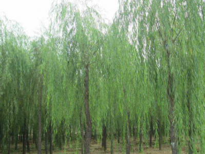速生柳的剛長(zhǎng)出來的嫩枝可不可以用來扦插