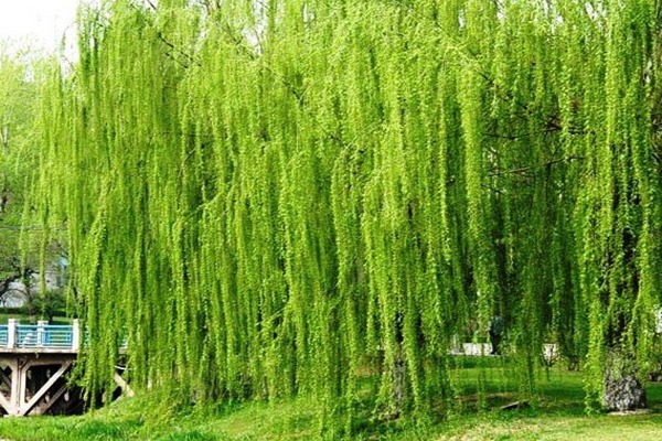 金絲垂柳是嫁接的嗎？