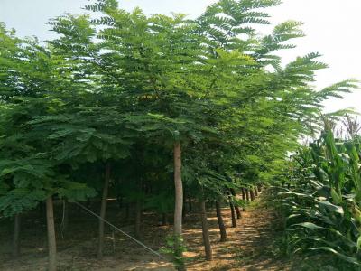 刺槐樹和洋槐樹有什么區(qū)別？是一種樹嗎？