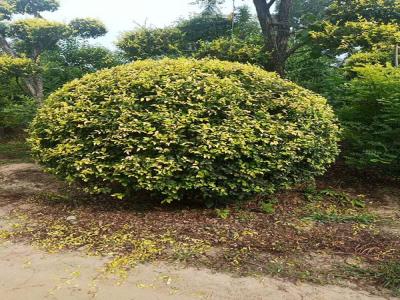 金葉榆產(chǎn)地是哪里？