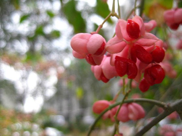 絲棉木最新價(jià)格表，多少錢一棵