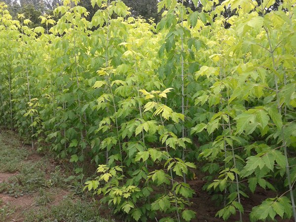 金葉復葉槭12-15公分大量供應(yīng)