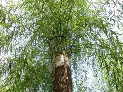 嫁接垂柳相對(duì)于原生垂柳有哪些優(yōu)勢(shì)？