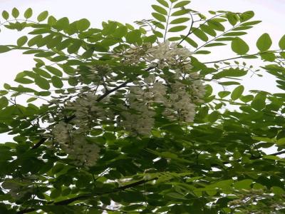 金葉榆幼苗的價(jià)格是多少？