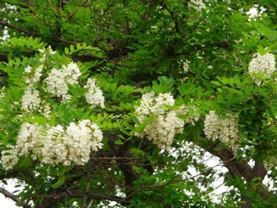 刺槐花語是什么？寓意是什么？