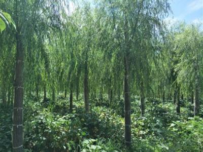 嫁接垂柳幼苗的市場(chǎng)價(jià)格是多少？
