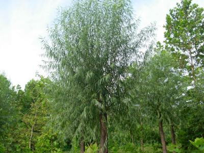 河北保定饅頭柳幼苗應(yīng)該怎么買(mǎi)？