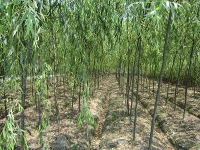 速生柳樹每年可以長粗多少？