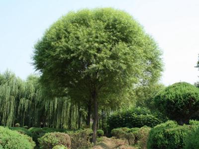 漳河柳和饅頭柳有什么區(qū)別？