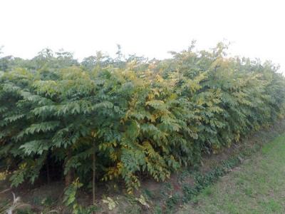 欒樹(shù)和黃山欒樹(shù)二者有什么區(qū)別？