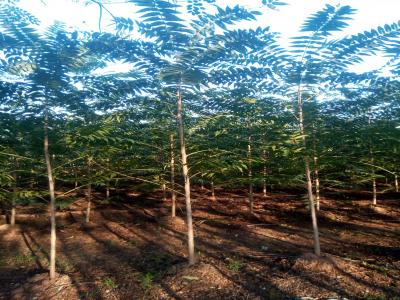 香椿和紅香椿二者有什么區(qū)別？