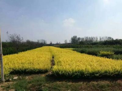 金葉女貞球和金森女貞球二者有什么明顯區(qū)別？