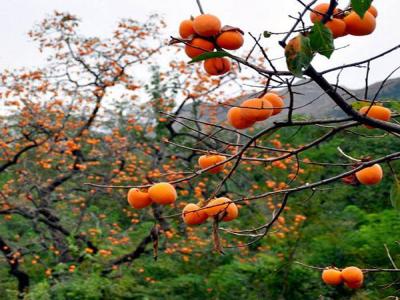 如何才能栽培好柿子樹(shù)？