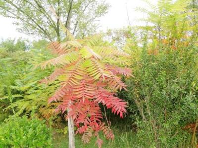 院子里種植臭椿風水好嗎？