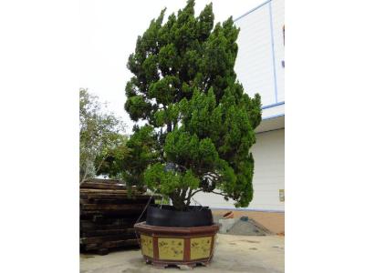 家有龍柏盆景對(duì)家風(fēng)水好嗎？