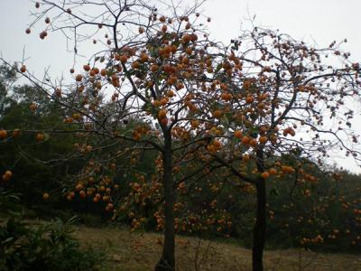 柿子樹(shù)結(jié)果少，甚至不結(jié)果，應(yīng)該如何處理？