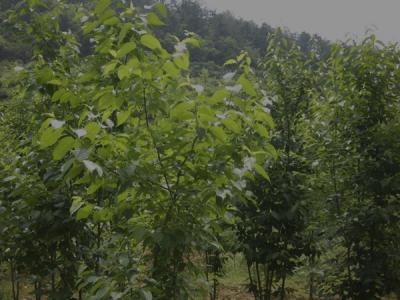 杜仲樹皮怎么采收，什么時候采收？