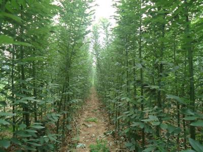 香花槐和刺槐有什么區(qū)別？