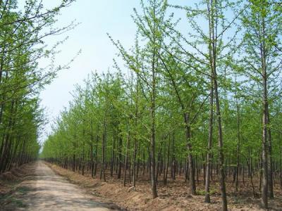 銀杏樹什么時(shí)候開花，什么時(shí)候結(jié)果?