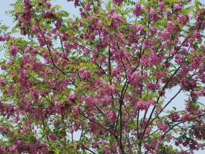 嫁接香花槐基地在哪里？