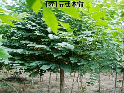圓冠榆受歡迎的原因是什么，有什么特征？