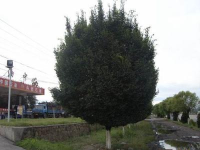 圓冠榆葉片脫落什么原因，怎么辦