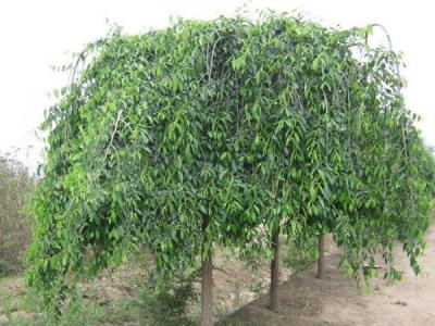 小葉垂榆種植在哪些地區(qū)，有什么特點？