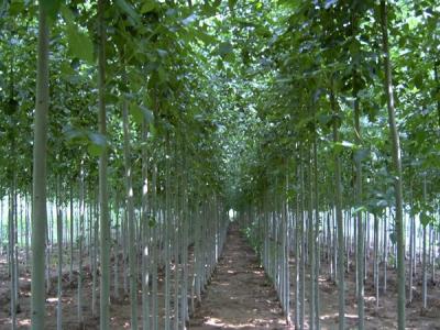 毛白楊的雌株和雄株應該如何區(qū)別？