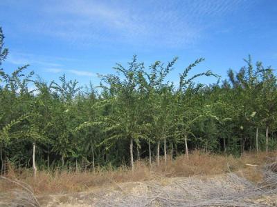 長(zhǎng)枝榆小苗去哪買(mǎi)，價(jià)格如何