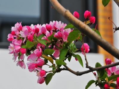 西府海棠如何繁殖，常見的繁殖方式是什么