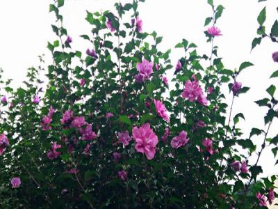 木槿花什么顏色，什么時(shí)候開(kāi)
