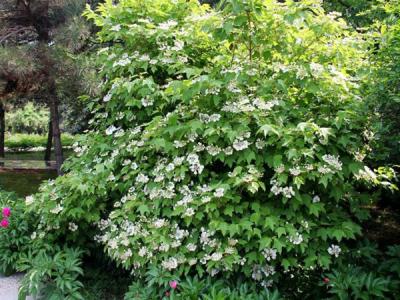 應(yīng)該如何區(qū)別天目瓊花以及瓊花 ？