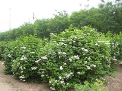 天目瓊花小苗可以去哪兒買 ？