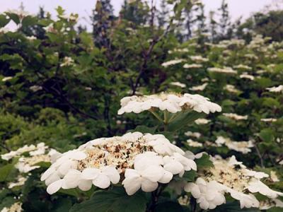 天目瓊花的美化綠化價(jià)值如何具體體現(xiàn) ？