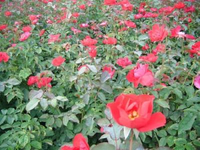 紅帽月季種子和小苗去哪里購(gòu)買？
