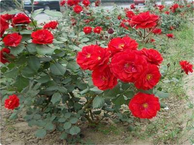紅帽月季的優(yōu)缺點(diǎn)有哪些？