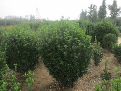 大葉黃楊的風(fēng)水寓意是什么 ？