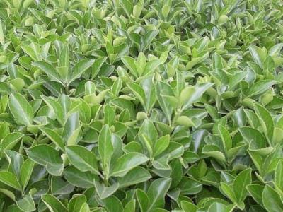 為什么自己家里并不推薦大家種植大葉黃楊 ？